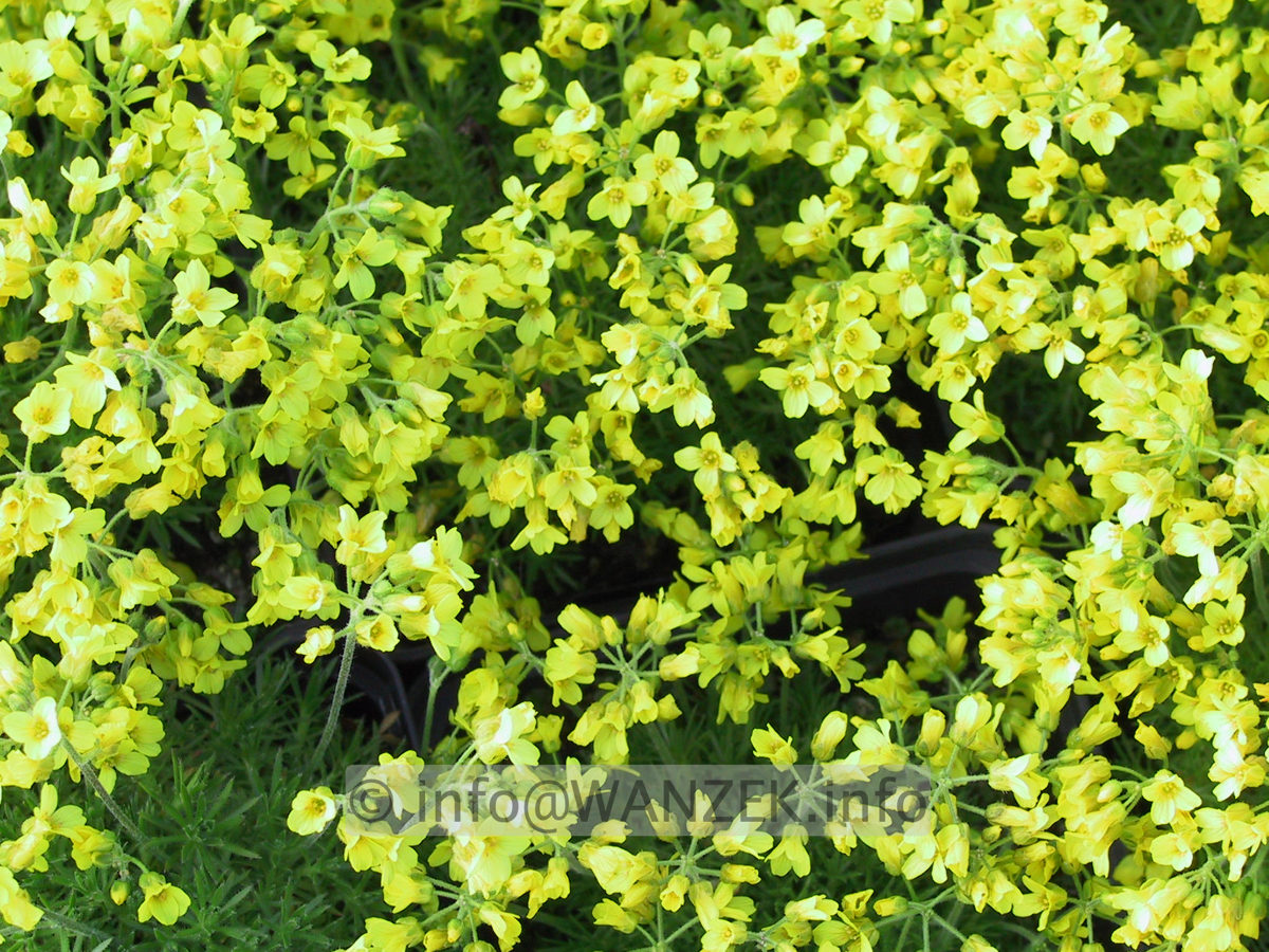 Draba bruniifolia 01.JPG